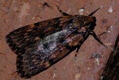 Mimaglossa nauplialis