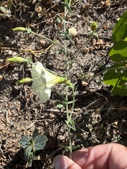 Calystegia malacophylla