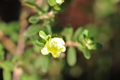 Hibbertia araneolifera