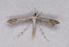 Amblyptilia pica