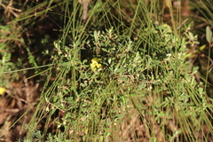 Hibbertia araneolifera