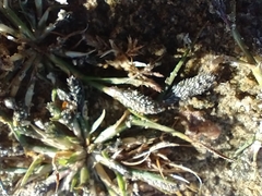 Sporobolus alopecuroides