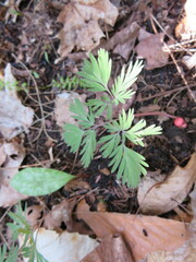 Dicentra
