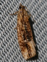 Thrincophora
