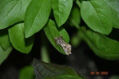 Autographa precationis