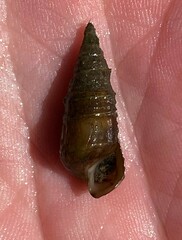 Pleurocera attenuata