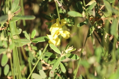 Hibbertia araneolifera
