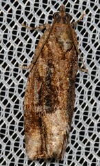 Thrincophora