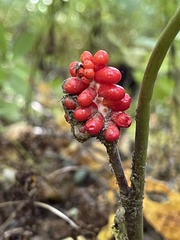 Arisaema triphyllum