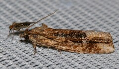 Thrincophora