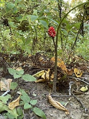 Arisaema triphyllum