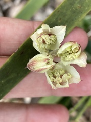 Xanthosia rotundifolia