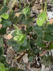 Xanthosia rotundifolia