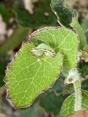 Xanthosia rotundifolia