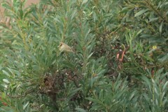 Acrocephalus australis