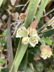 Xanthosia rotundifolia