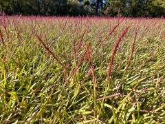 Eremochloa ophiuroides