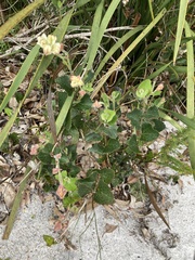 Xanthosia rotundifolia