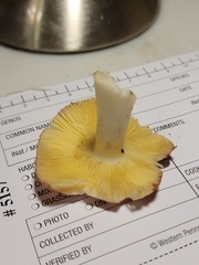 Russula cessans