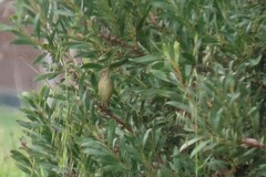 Acrocephalus australis