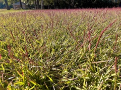 Eremochloa ophiuroides