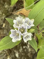 Gentiana decora