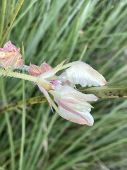 Xanthosia rotundifolia