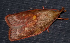 Enchocrates glaucopis