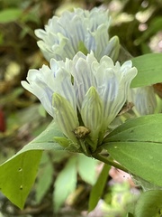 Gentiana decora