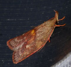Enchocrates glaucopis