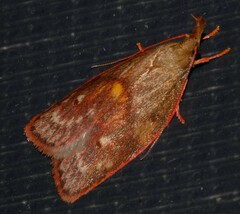 Enchocrates glaucopis