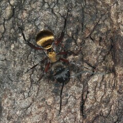 Polyrhachis rufifemur