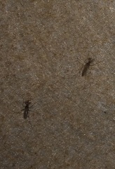 Aedes vexans