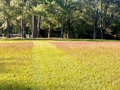 Eremochloa ophiuroides