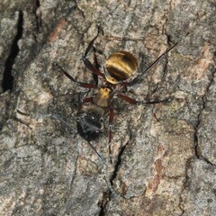 Polyrhachis rufifemur