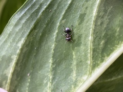 Cephalotes