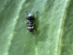Cephalotes