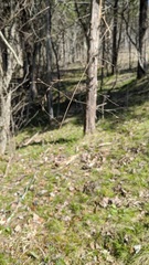 Festuca subverticillata