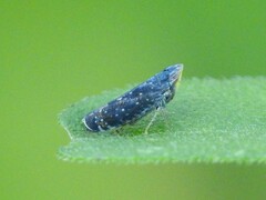 Scaphytopius frontalis