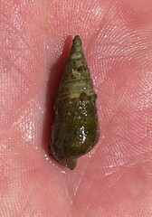 Pleurocera attenuata