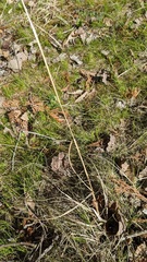 Festuca subverticillata