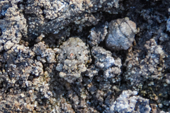 Gelastocoris oculatus