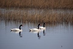 Cygnus melancoryphus