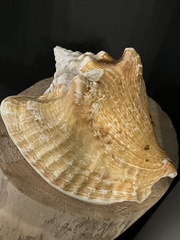 Macrostrombus costatus