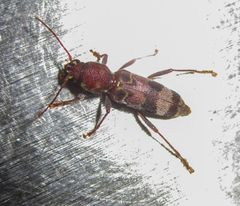 Xylotrechus colonus