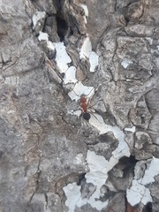 Camponotus rectangularis