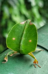 Pulchriphyllium bioculatum