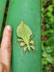 Pulchriphyllium bioculatum