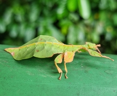 Pulchriphyllium bioculatum