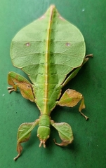 Pulchriphyllium bioculatum